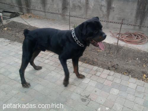 rodi Erkek Rottweiler