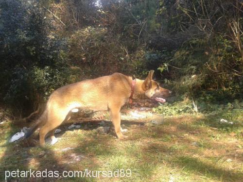 remy Erkek Belçika Malinois