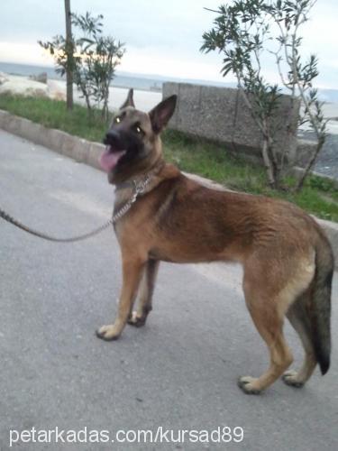 remy Erkek Belçika Malinois