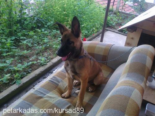 remy Erkek Belçika Malinois