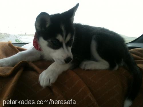 hera Dişi Sibirya Kurdu (Husky)