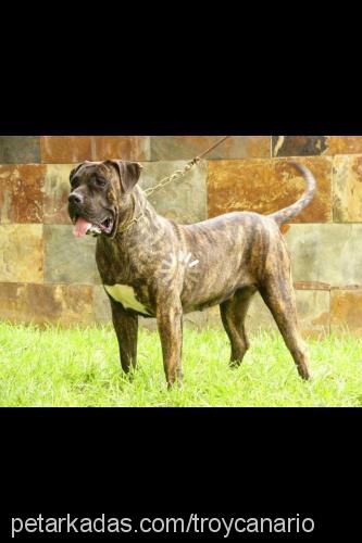 tİrmo Dişi Mastiff