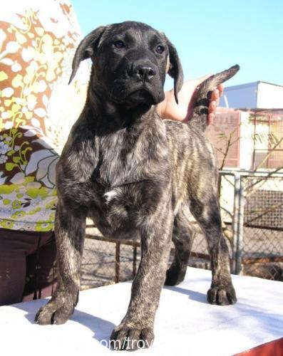 tİrmo Dişi Mastiff