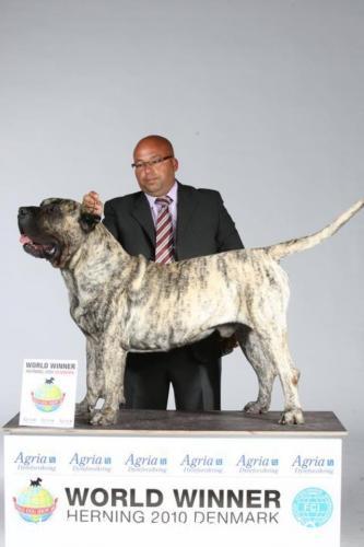 tİrmo Dişi Mastiff