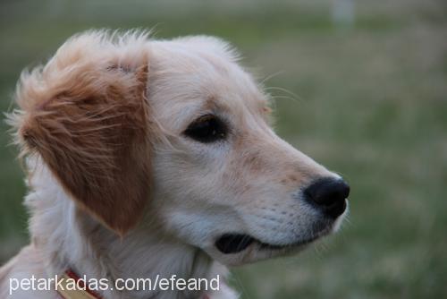 roxie Dişi Golden Retriever