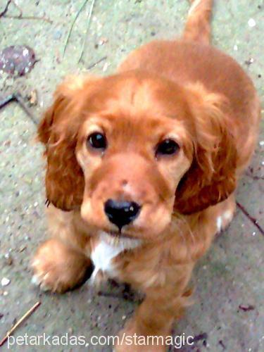 Çilek Dişi Amerikan Cocker Spaniel