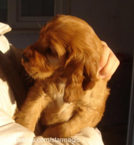 Çilek Dişi Amerikan Cocker Spaniel