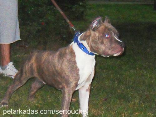 lecher Erkek Amerikan Staffordshire Terrier