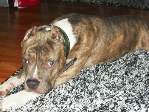 lecher Erkek Amerikan Staffordshire Terrier