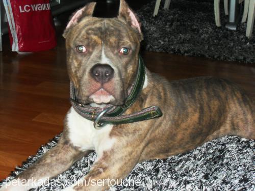 lecher Erkek Amerikan Staffordshire Terrier