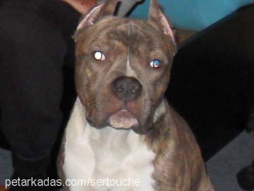 lecher Erkek Amerikan Staffordshire Terrier