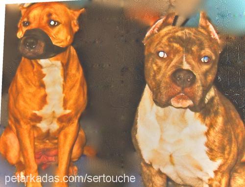 lecher Erkek Amerikan Staffordshire Terrier