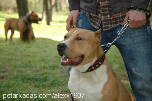 alex Erkek Amerikan Staffordshire Terrier