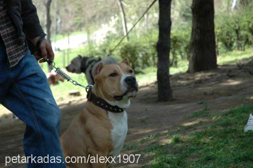 alex Erkek Amerikan Staffordshire Terrier