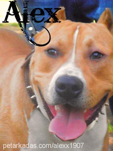 alex Erkek Amerikan Staffordshire Terrier