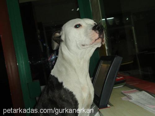 tina Dişi Amerikan Pitbull Terrier