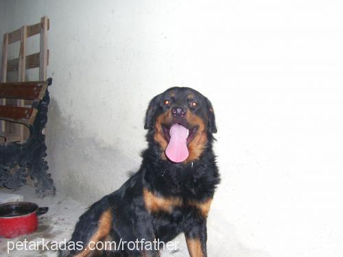 ares Erkek Rottweiler