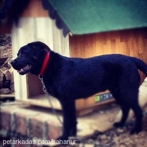 pascal Erkek Labrador Retriever