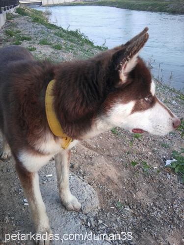 duman Erkek Sibirya Kurdu (Husky)