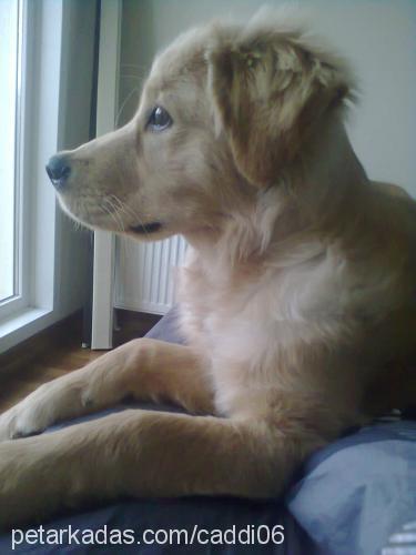 mia Dişi Golden Retriever