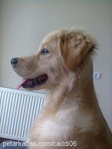 mia Dişi Golden Retriever