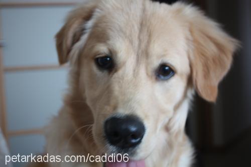 mia Dişi Golden Retriever