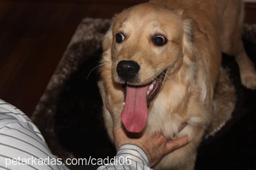 mia Dişi Golden Retriever