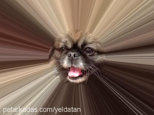 ernie Erkek Pekingese