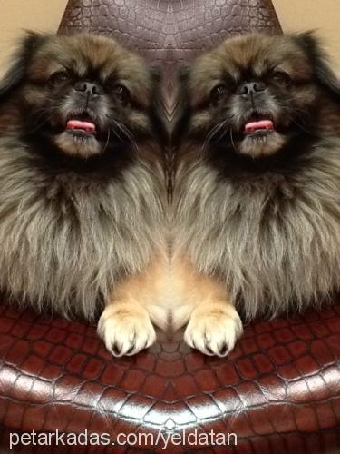 ernie Erkek Pekingese