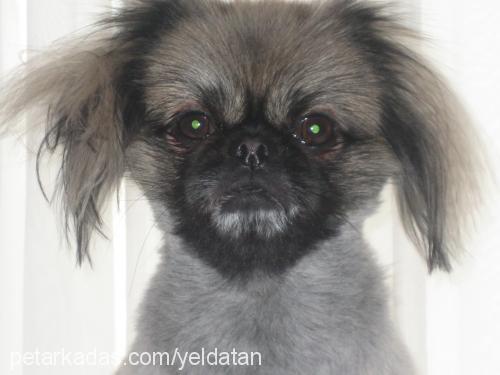 ernie Erkek Pekingese