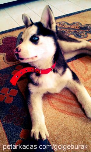 gölge Erkek Sibirya Kurdu (Husky)