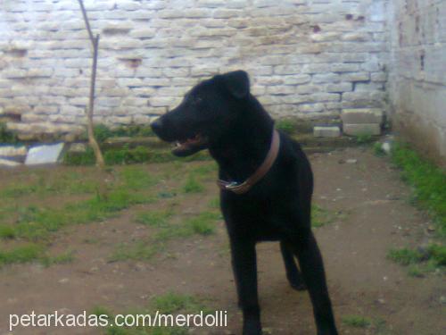 tina Dişi Labrador Retriever