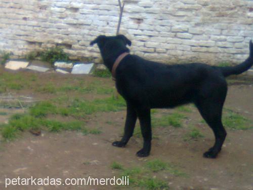 tina Dişi Labrador Retriever