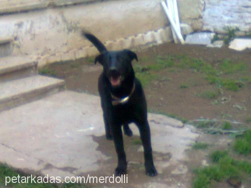 tina Dişi Labrador Retriever