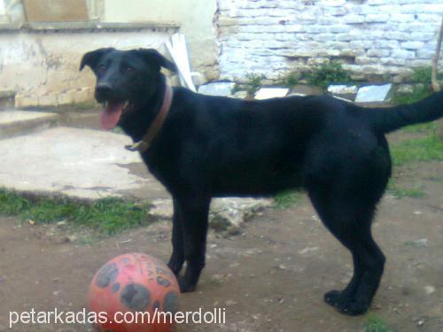 tina Dişi Labrador Retriever