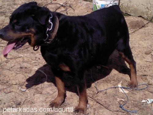 isabell Dişi Rottweiler