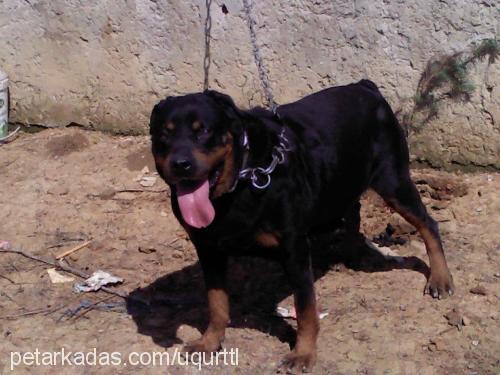 isabell Dişi Rottweiler