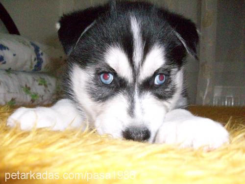 paşa Erkek Sibirya Kurdu (Husky)