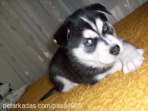 paşa Erkek Sibirya Kurdu (Husky)