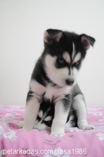 paşa Erkek Sibirya Kurdu (Husky)