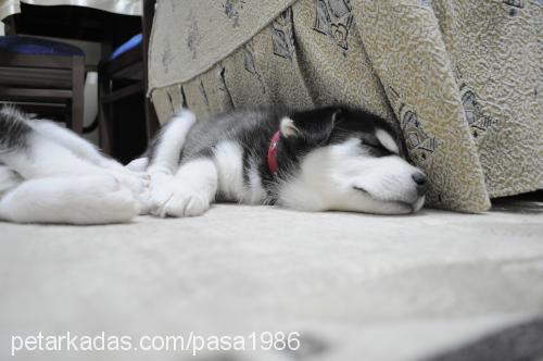 paşa Erkek Sibirya Kurdu (Husky)