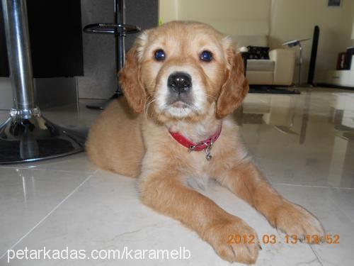 karamel Dişi Golden Retriever