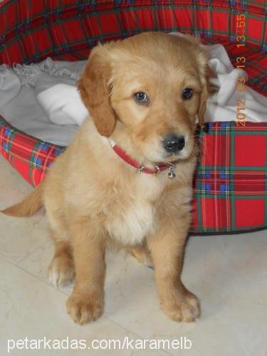 karamel Dişi Golden Retriever