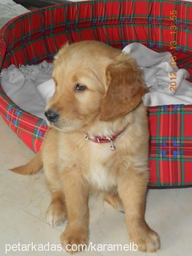 karamel Dişi Golden Retriever