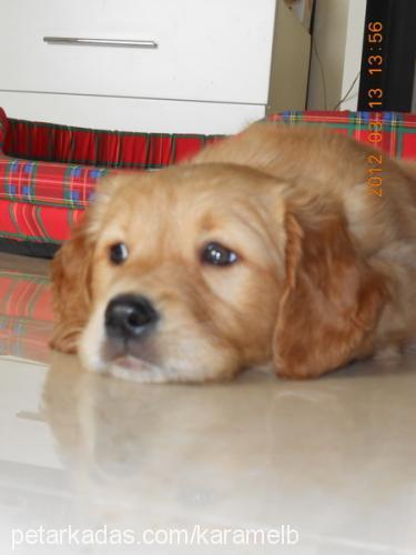 karamel Dişi Golden Retriever