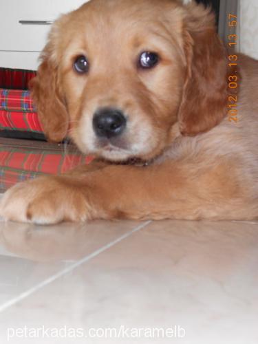 karamel Dişi Golden Retriever