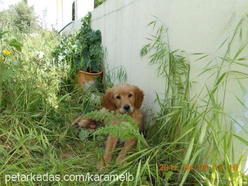 karamel Dişi Golden Retriever