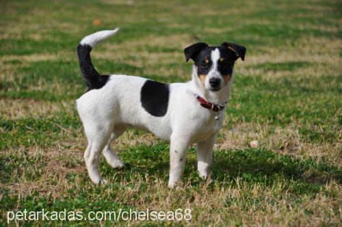 chelsea Dişi Jack Russell Terrier