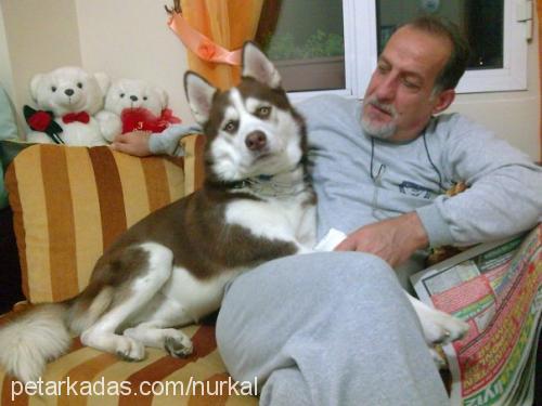 asİl Erkek Sibirya Kurdu (Husky)