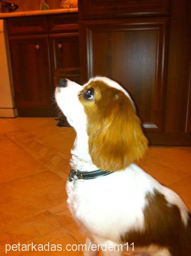 bıdık Erkek Cavalier King Charles Spanieli